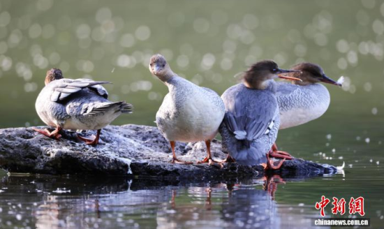 ���A��ɳ�����ԁ����w��ˮ��ʯ�^����Ϣ�����w��� �z