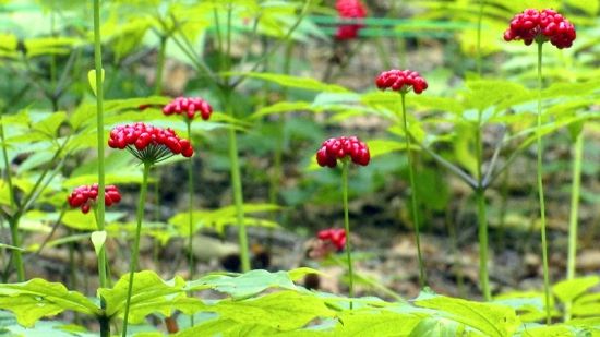 ��(gu��)���J(r��n)�C�����D�˅������ء���Ȧ